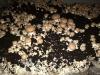 champignons blonds 500 gr