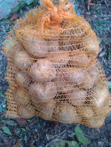 pomme de terre bintje 10 kgs