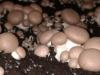 champignons blonds 500 gr