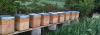 miel des flandres printemps 500 grs