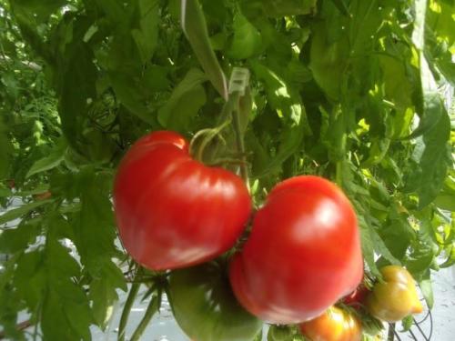 tomate cauralina 1 kg